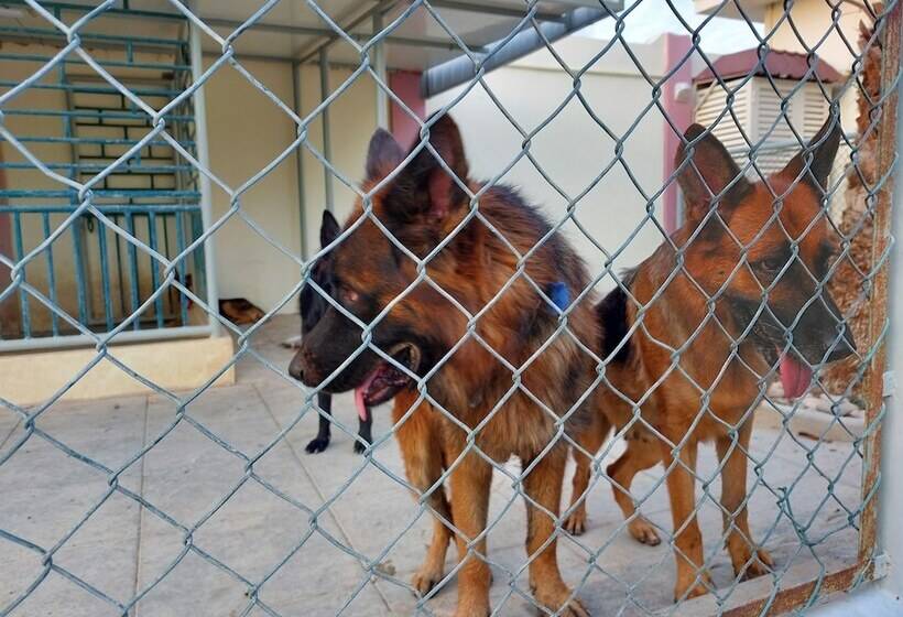 Asahalah Farm Pool Villas