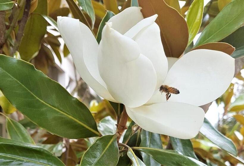 Healesville House   Magnolia House