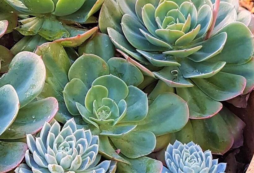 Healesville House   Magnolia House