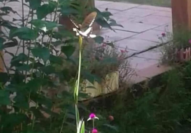 Linh Soi Homestay Hostel