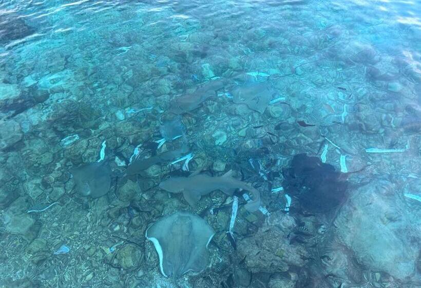 پانسیون Beach Veli