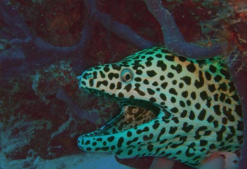 پانسیون Olhumathi View Inn