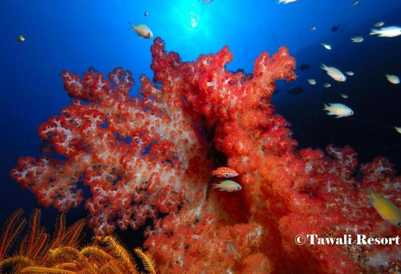 Tawali Leisure & Dive Resort