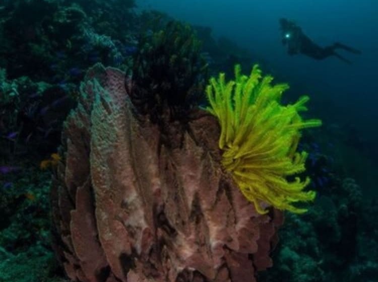 Tawali Leisure & Dive Resort