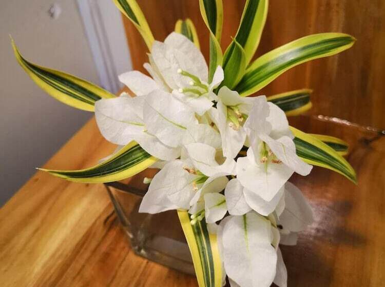 تختخواب و صبحانه Tropical Stay Accommodations