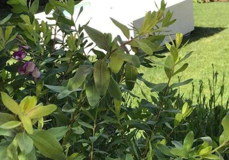 Отель Dormiveglia B&b