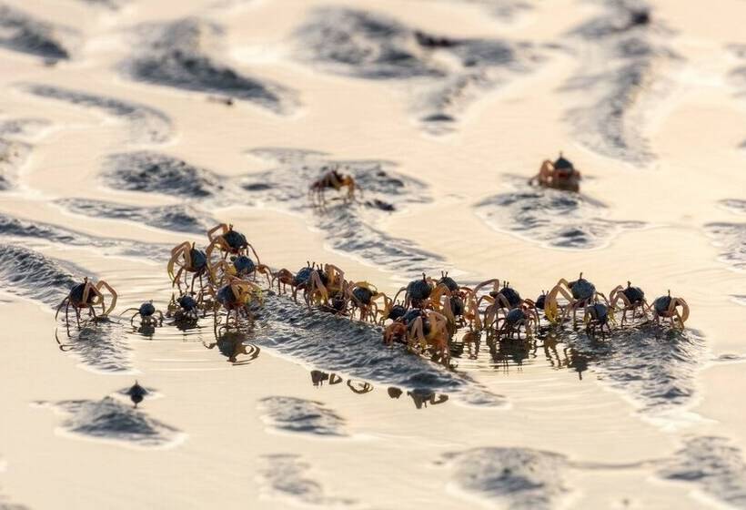 בית מלון כפרי Koh Mook De Tara Beach Resort