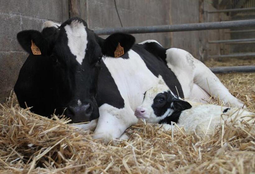 膳宿费 Chambres D Hôtes  Moulin Du Couedic