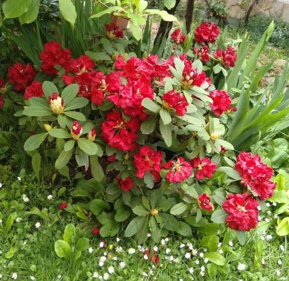 ペンション Guesthouse Elizabeth