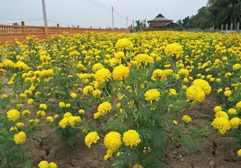 פנסיון Huanmaisakngam Resort