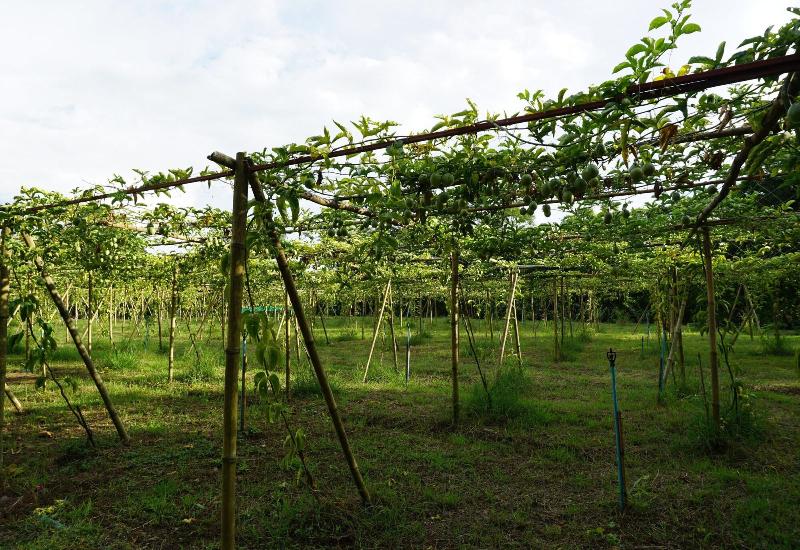 Отель Ban Suan Tawan Chiang Dao