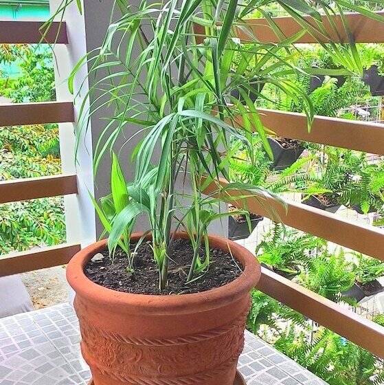 فندق Emperor's Suites