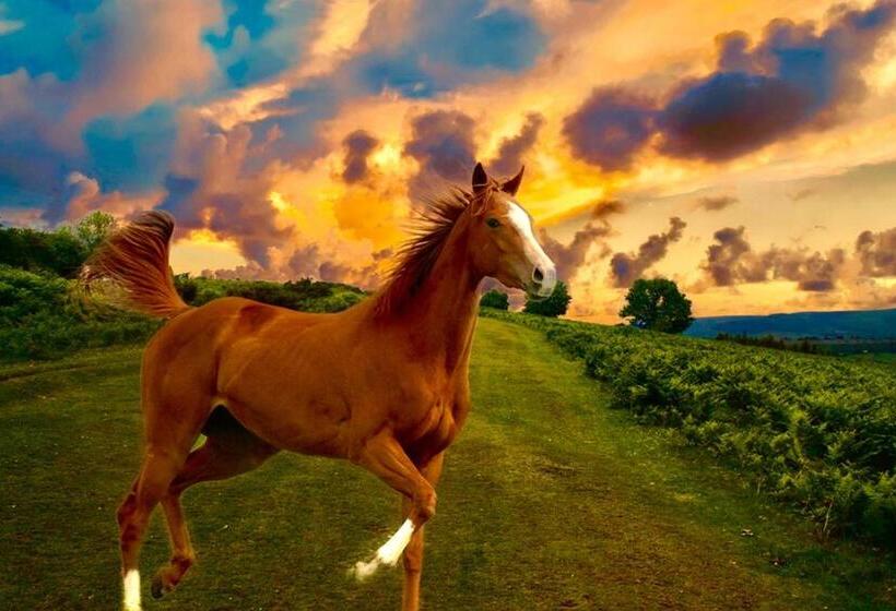 Отель Holiday Inn Express & Suites Ocala, An Ihg