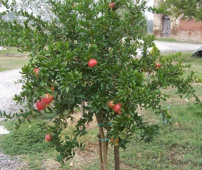 בית מלון כפרי Agriturismo Le Baccane