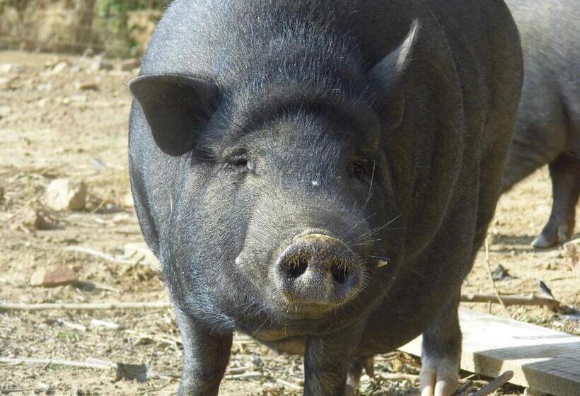 בית מלון כפרי Agriturismo Le Baccane