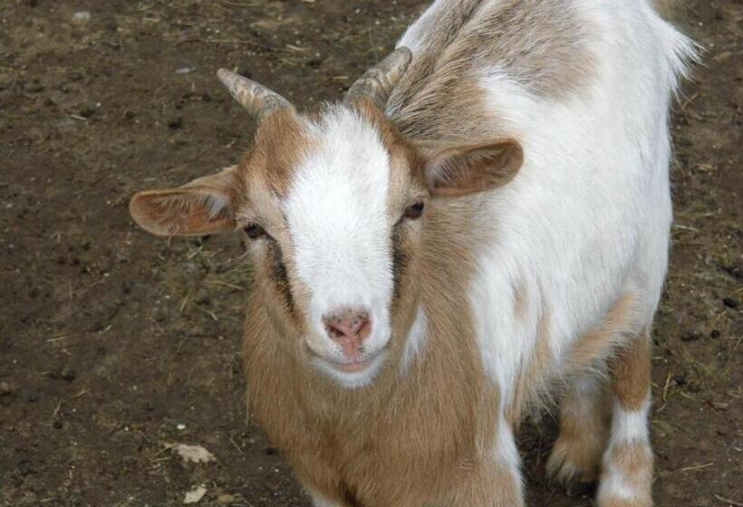 בית מלון כפרי Agriturismo Le Baccane