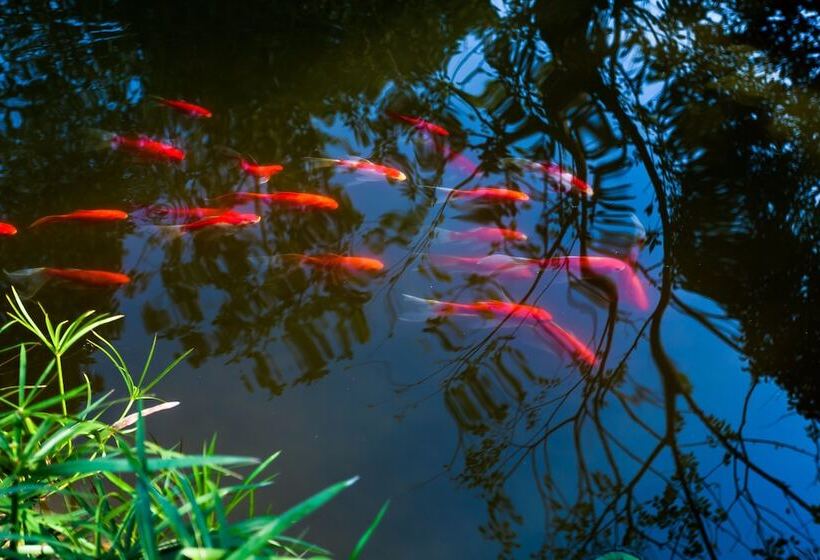 بنسيون Admirable Day