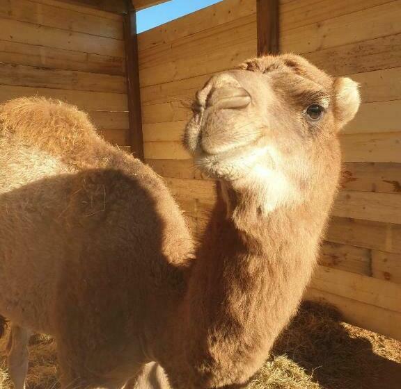 بنسيون Ferme De Chiuni