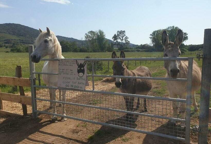 بنسيون Ferme De Chiuni