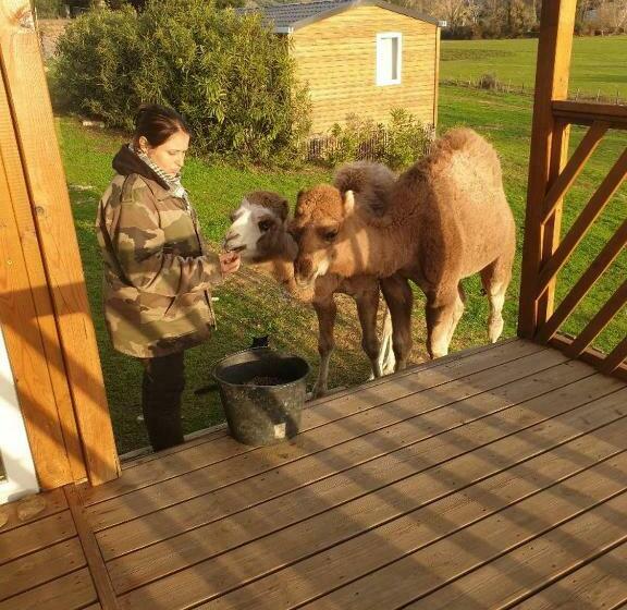 بنسيون Ferme De Chiuni