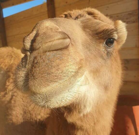 بنسيون Ferme De Chiuni