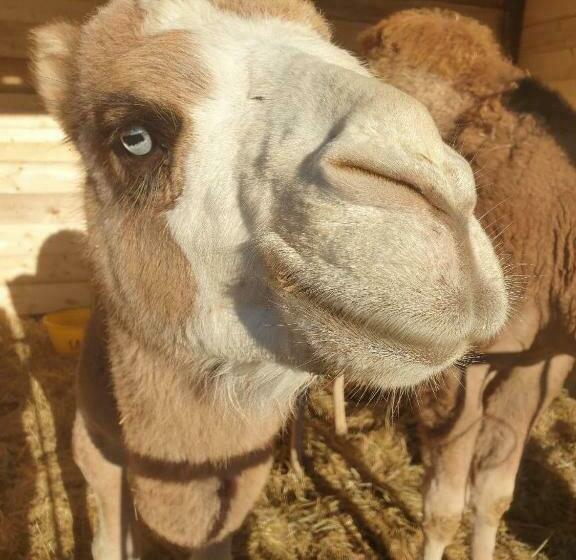 بنسيون Ferme De Chiuni