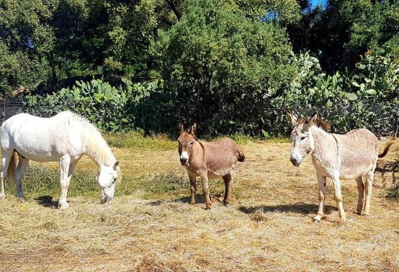 بنسيون Ferme De Chiuni
