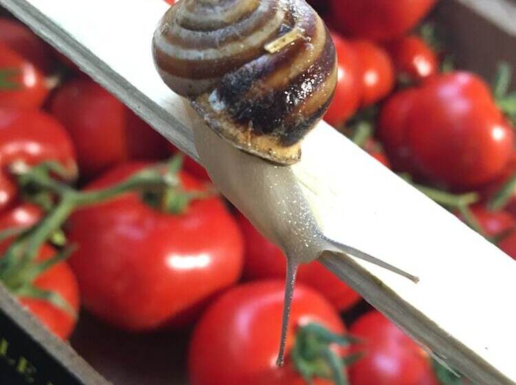 酒店 Bellaroto Suite & Spa