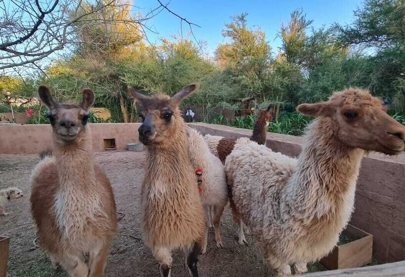 酒店 Ckoi Atacama Lodge