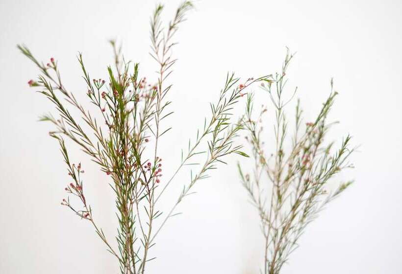 צימר Agroturismo Ses Talaies