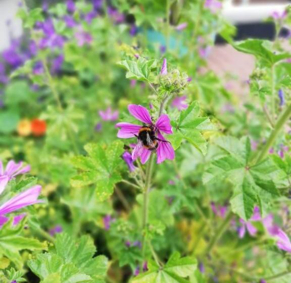 مبيت وإفطار Applecroft House