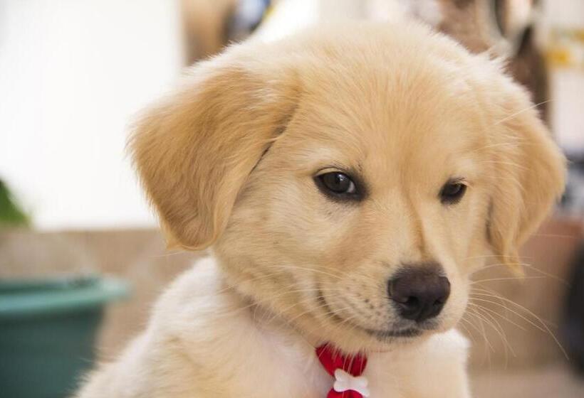 בית מלון כפרי Crystal