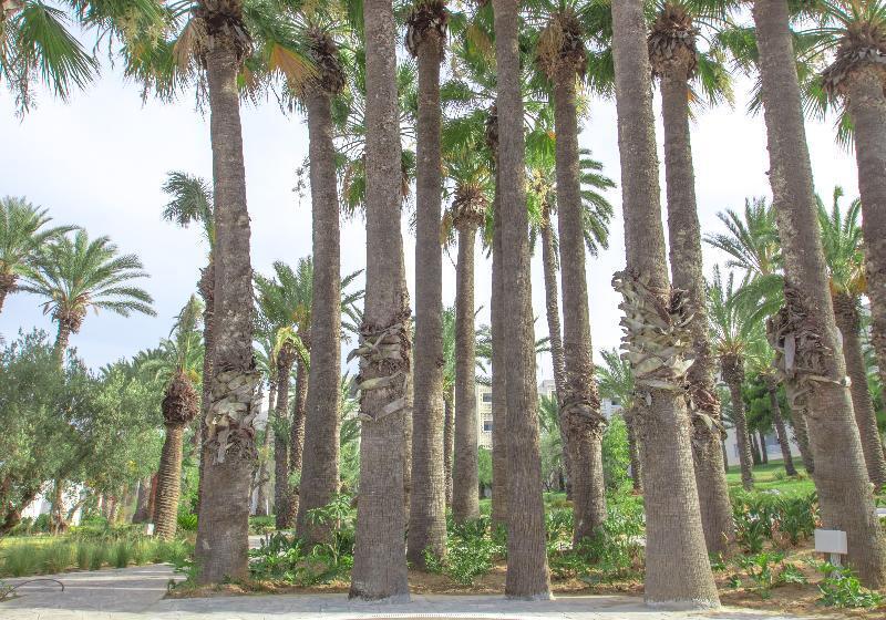 Курорт Occidental Sousse Marhaba