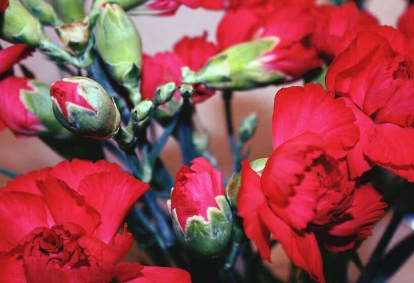 צימר Beaufort House Accomodation