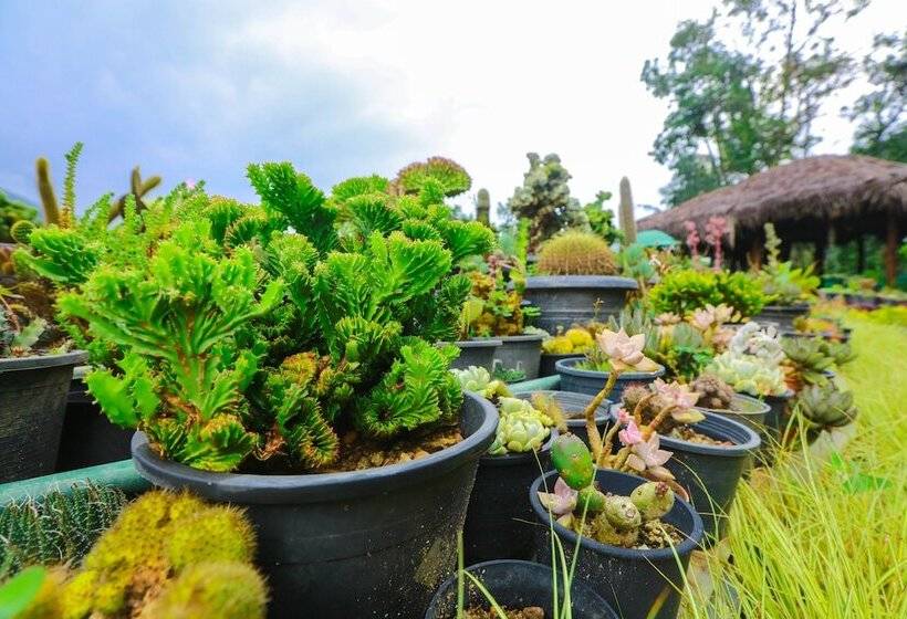 Ella Flower Garden Resort