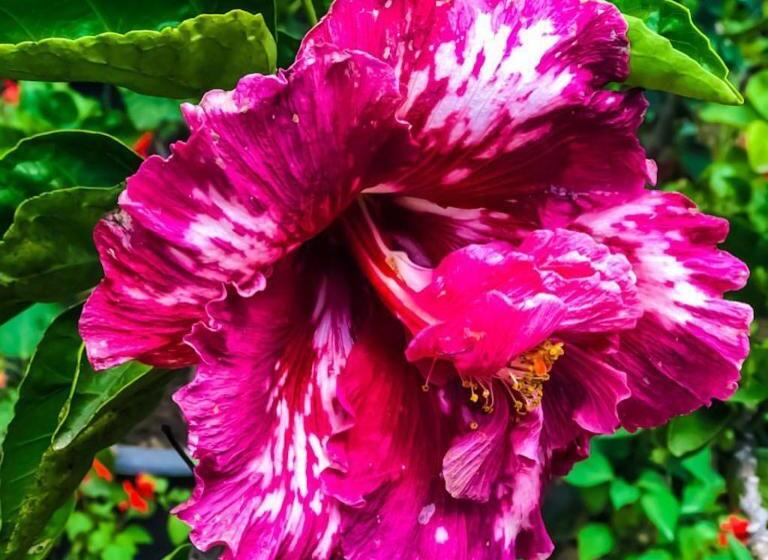 Ella Flower Garden Resort