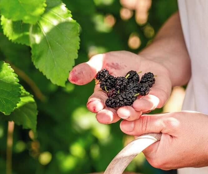 فندق Bagbadem Tatil Ciftliği