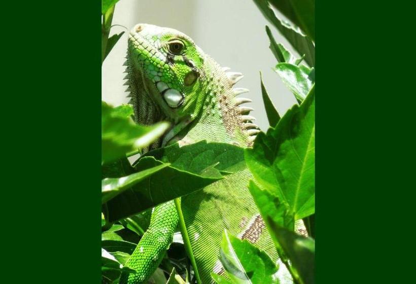 Hotel Pousada Vila Caju