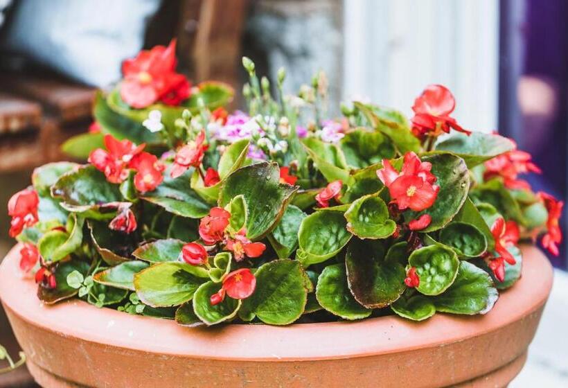 فندق صغير Alston House