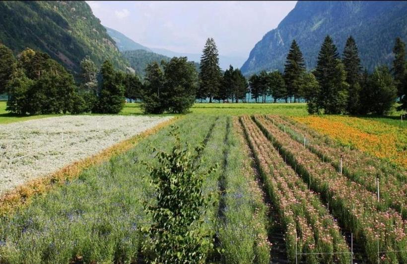 旅馆 Raselli Sport