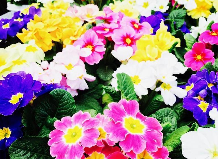 Zu Den Linden   Radebeul Pension Mit Restaurant