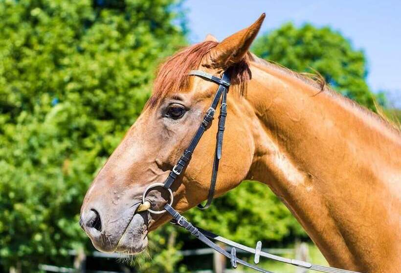 בית מלון כפרי Tokiwa