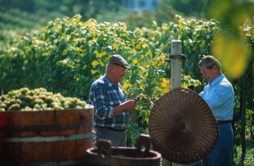 Пансион Gasthof Hotel Zum Weinberg