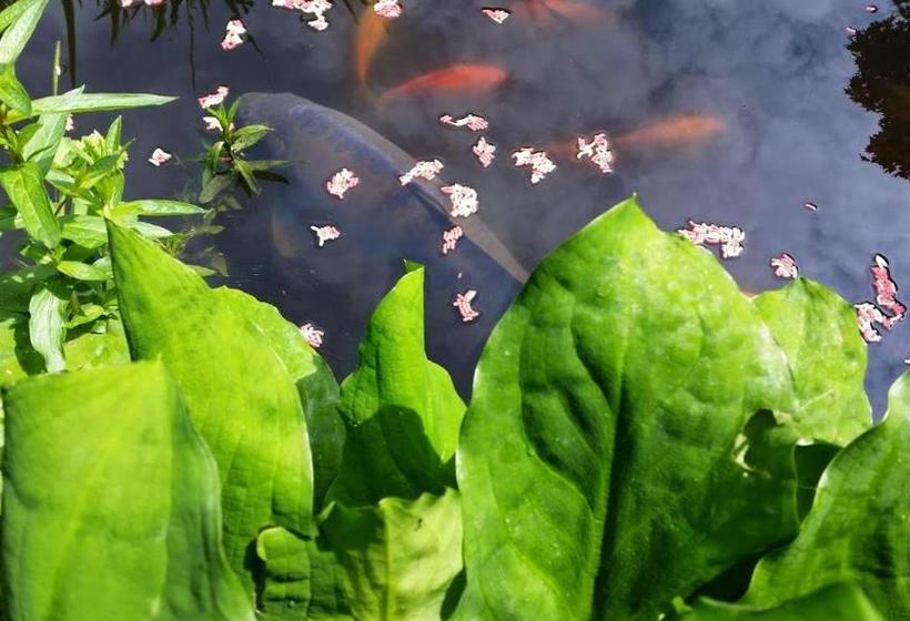 Пансион Nußdorfer Gästehaus