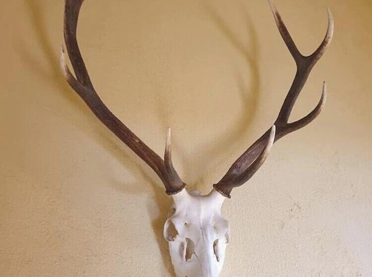 Общежитие L Auberge De L Ours