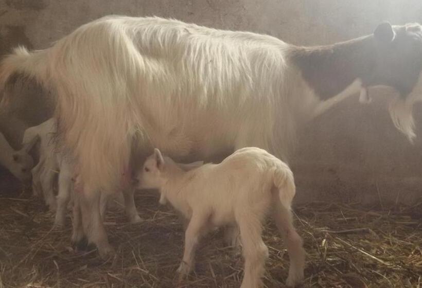 בית מלון כפרי Agriturismo Su Solianu