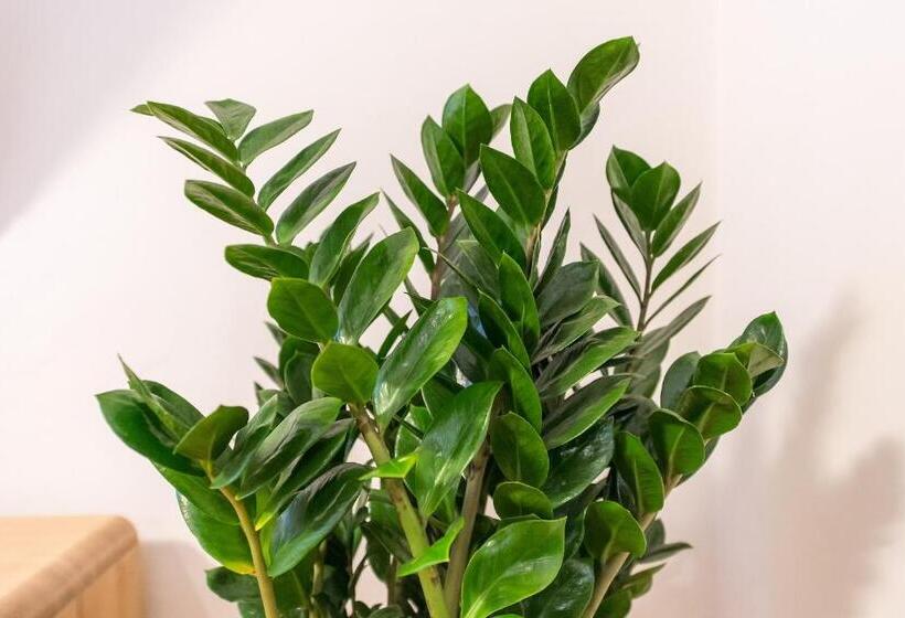 膳宿费 Alt Straninger