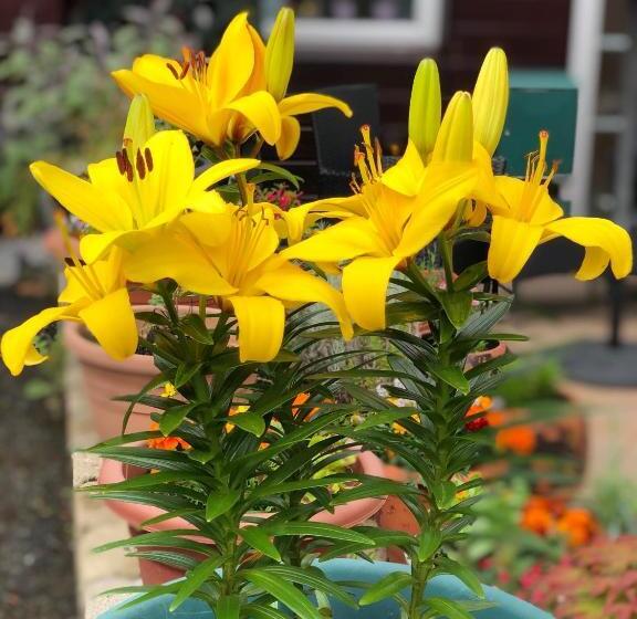 膳宿费 Carisbrooke Guest House