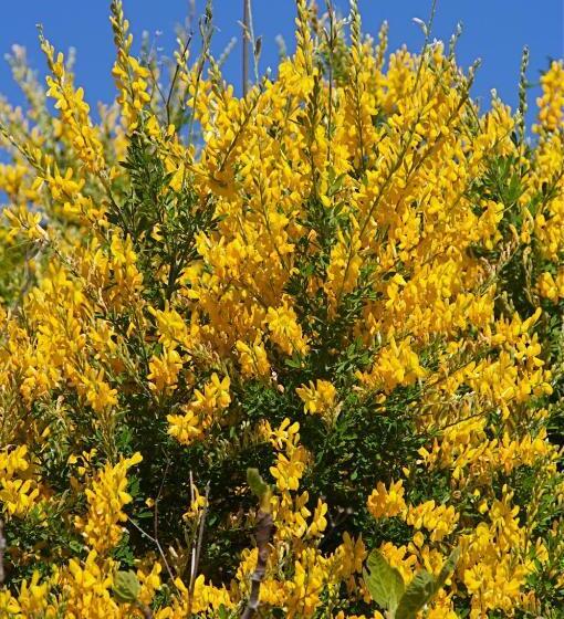 Пансион El Encinar De Arta