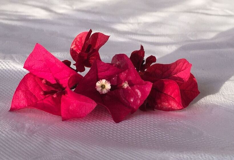 بنسيون Farr Out Guesthouse